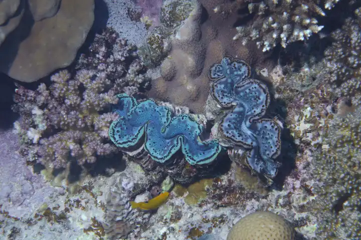 2 zwei türkisblaue schuppige Riesenmuscheln haben sich inmitten von Steinkorallen verankert. Rotes Meer, Hurghada, Ägypten