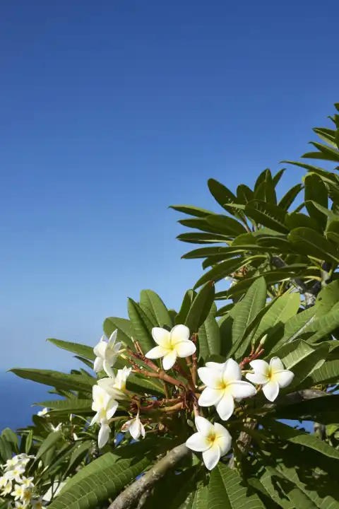 Strauch mit weissen Frangipani Blüten vor tiefblauem Himmel. Tijarafe, La Palma, Kanarische Inseln, Spanien