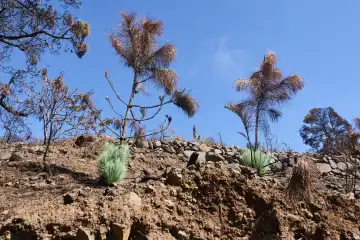 Neue Triebe wachsen aus verkohlten Baumstämmen der Kanarischen Kiefer. La Palma, Kanarische Inseln, Spanien