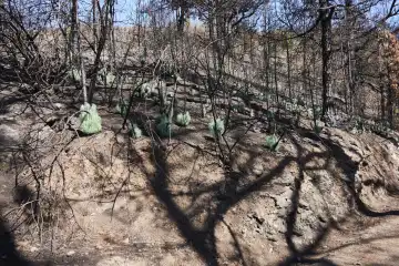 New shoots grow from charred trunks of the Canary pine. La Palma, Canary Islands, Spain