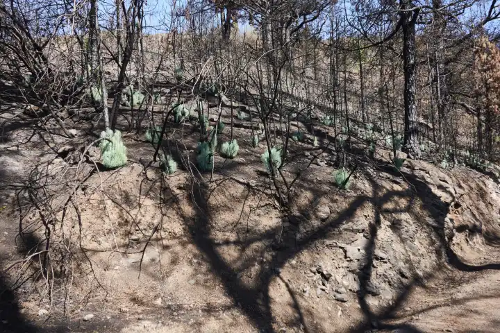 Neue Triebe wachsen aus verkohlten Baumstämmen der Kanarischen Kiefer. La Palma, Kanarische Inseln, Spanien