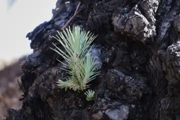 New shoots grow from a charred tree trunk of the Canary pine. La Palma, Canary Islands, Spain