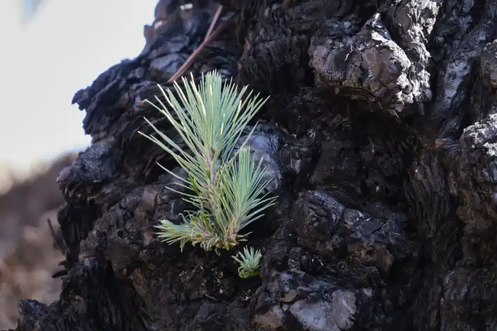 Neue Triebe wachsen aus einem verkohlten Baumstrunk der Kanarischen Kiefer. La Palma, Kanarische Inseln, Spanien