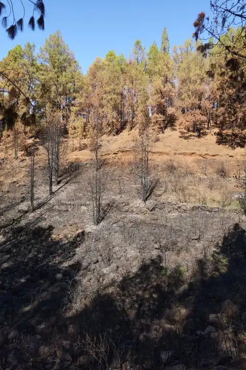 Canary pine forest after large-scale forest fire. La Palma, Canary Islands, Spain