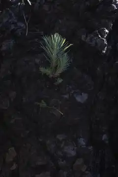 First rays of sunshine streak a new canary pine shoot, which grows from a charred tree trunk. La Palma, Canary Islands, Spain