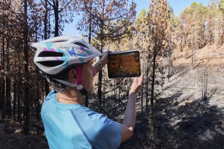 Frau fotografiert mit tablet Kanarischen Kiefernwald nach grossflächigem Waldbrand. La Palma, Kanarische Inseln, Spanien