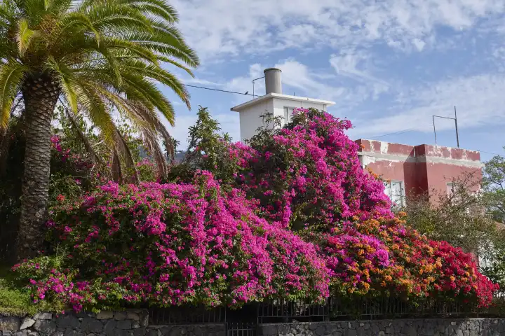 Pink blooming bougainvillaea hedge, palm tree and building part against slightly cloudy sky. Tijarafe, La Palma, Canary Islands, Spain