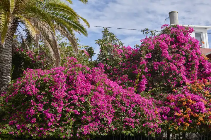 Pink blühende Bougainvillea Hecke und Palme gegen leicht bewölkten Himmel. Tijarafe, La Palma, Kanarische Inseln, Spanien