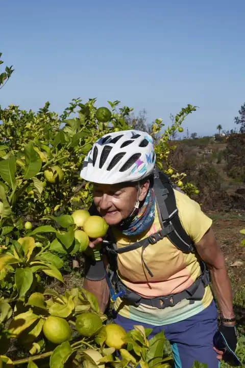 Mountainbikerin riecht an gelben Zitronen eines Zitronenbaums. La Palma, Kanarische Inseln, Spanien
