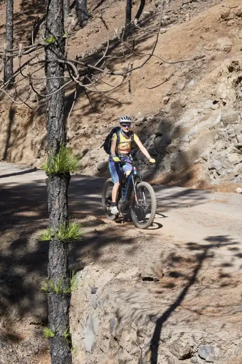 Mountain biker passes by charred canary pine with new green shoots. La Palma, Canary Islands, Spain