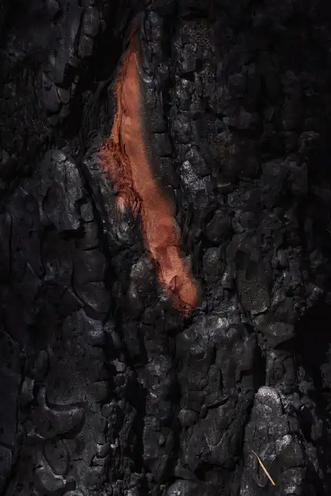 unter der schwarz verkohlten Borke einer Kanarischen Kiefer zeigt sich ein Stück unversehrtes rotbraunes Holz. La Palma, Kanarische Inseln, Spanien