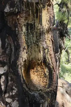 Deposits of resin on the Canary pine trunk damaged by fire. La Palma, Canary Islands, Spain