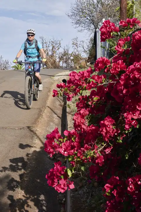 Mountain biker on road with red Bougainville in the foreground. La Palma, Canary Islands, Spain