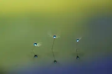 Experimental macro photography of three dandelion seeds on water surface with water drops in a colourful background. Switzerland