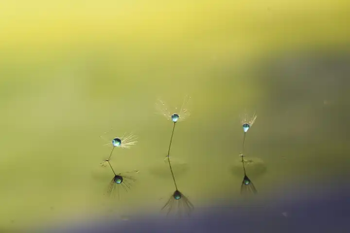 Experimentelle makrofotografie von drei Löwenzahnsamen auf Wasserfläche mit Wassertropfen vor buntem Hintergrund. Schweiz