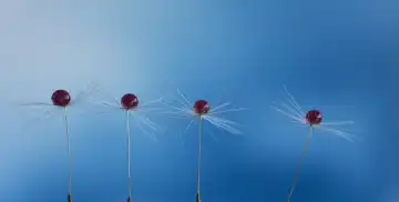 Experimental macro photography of four dandelion seeds with water drops in a colourful background. Switzerland
