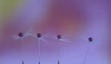 Experimental macro photography of four dandelion seeds with water drops in a colourful background. Switzerland