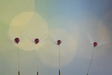 Experimentelle makrofotografie von vier Löwenzahnsamen mit Wassertropfen vor buntem Hintergrund. Schweiz
