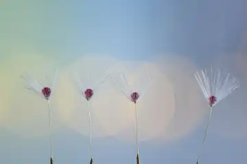 Experimentelle makrofotografie von vier Löwenzahnsamen mit Wassertropfen vor buntem Hintergrund. Schweiz