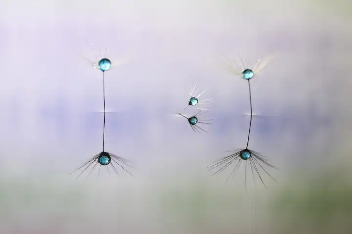Experimentelle makrofotografie von drei Löwenzahnsamen auf Wasserfläche mit Wassertropfen vor buntem Hintergrund. Schweiz