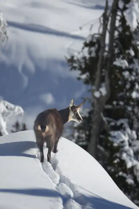 A chamois and its tracks in the wintry mountain forest. Valais, Switzerland