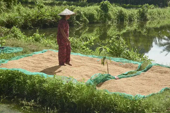 An Indonesian woman with a sun hat spreads out the harvested rice to dry. Sulawesi, Indonesia