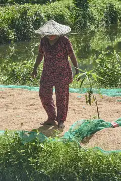 Eine indonesische Frau mit Sonnenhut breitet den geernteten Reis zum Trocknen aus. Sulawesi, Indonesien