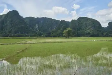 Reisfeld mit Spiegelungen, Karstgebiet Rammang-Rammang, Sulawesi, Indonesien