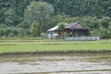 Rice field with old farm.  Rammang-Rammang karst area, Sulawesi, Indonesia