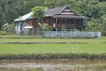 Reisfeld mit altem Bauernhof.  Karstgebiet Rammang-Rammang, Sulawesi, Indonesien
