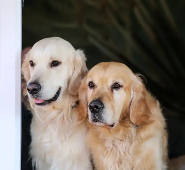 two golden retriever at the window