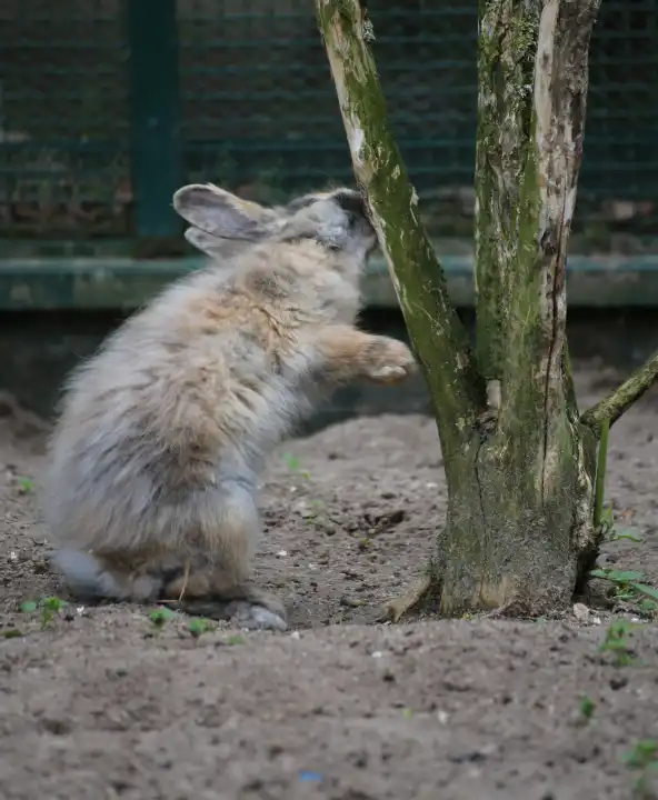 a rabbit loves a tree