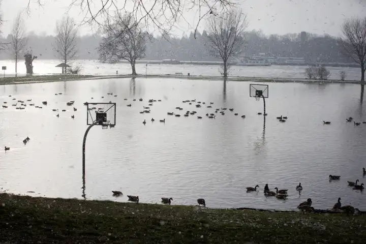 Rheinhochwasser, überschwemmter Basketballplatz am Rheinufer bei Köln im Schneetreiben