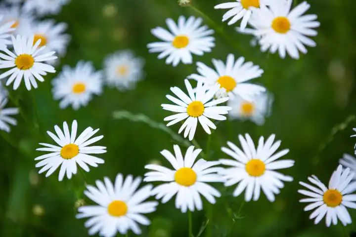 many daisies in bloom