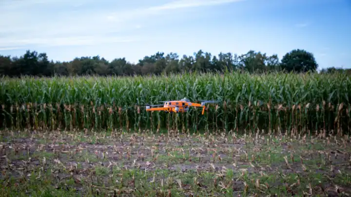 Drohnenflug über einem Maisfeld kurz vor der Ernte zum Sichten von Wild im Feld