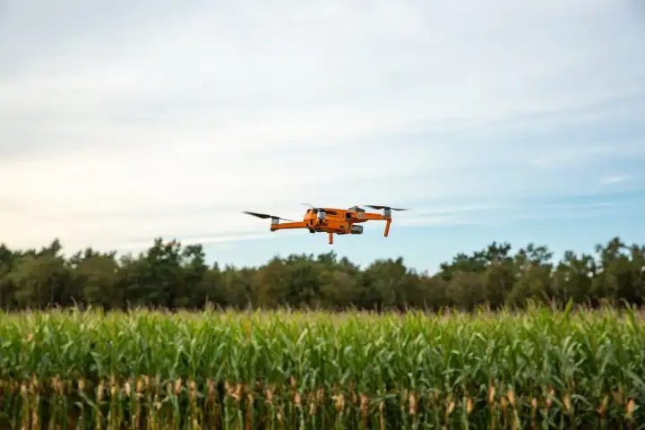 Drohnenflug über einem Maisfeld kurz vor der Ernte zum Sichten von Wild im Feld