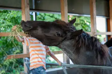Child feeding black horse with hay in open stable