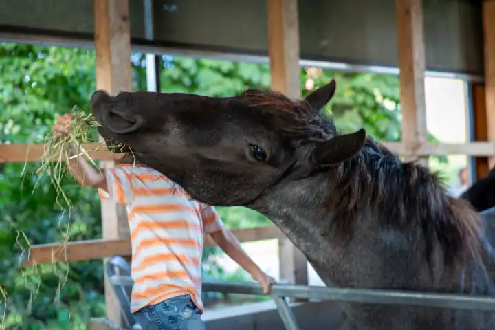 Kind füttert schwarzes Pferd mit Heu in einem Offenstall