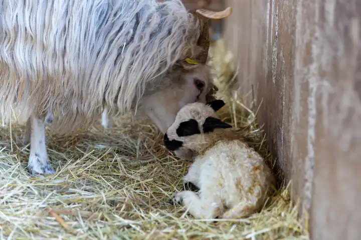Gelding - ewe with 2 newborn lambs