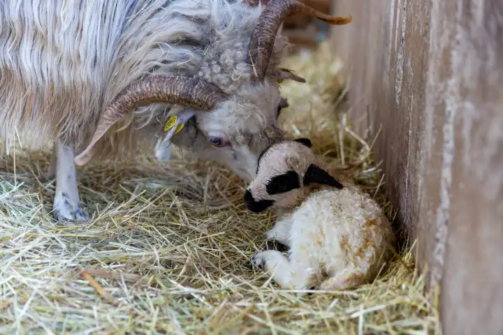 Horned gelding sheep with newborn lamb