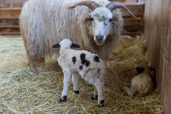 Gelding - ewe with 2 newborn lambs