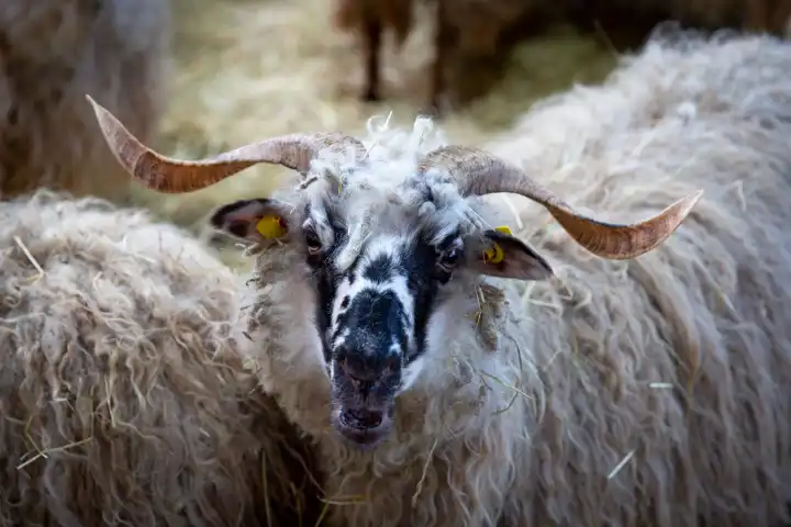 gehörntes Wallachen-Schaf