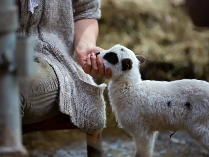 Farmer's wife lovingly touches a bottled lamb
