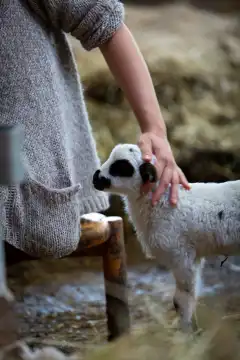 Farmer's wife lovingly touches a bottled lamb