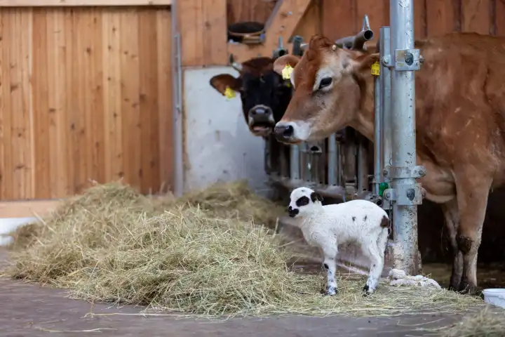 Single lamb stands with two cows in the barn