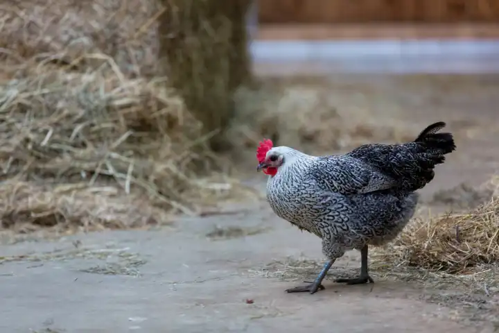 Huhn, Henne im Stall eines Bauernhofes