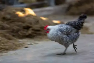 Huhn, Henne im Stall eines Bauernhofes