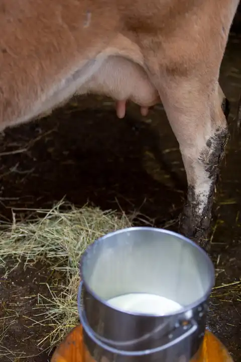 A bucket next to a dairy cow with freshly milked milk