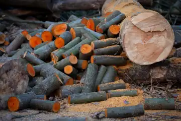 geschnittenes , frisches Erlenholz, Brennholz