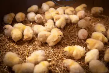 Day-old chicks for rearing on an organic farm
